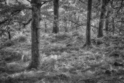 A Woodland in Cumbria