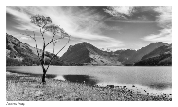 7 Buttermere & Tree_Andrew Auty 036
